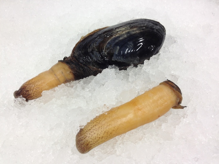 Gaper Clams Rockabill Seafood Ltd