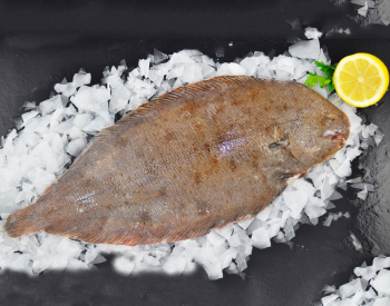 Fresh Whole Black Sole