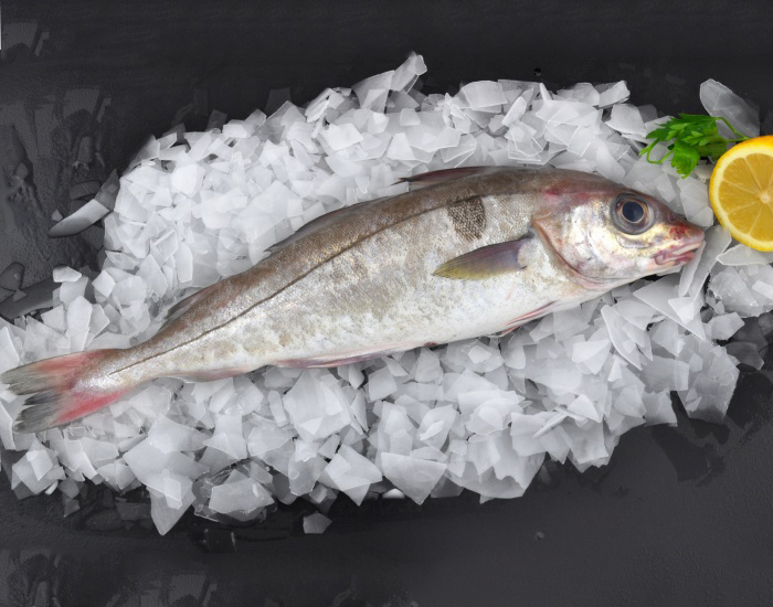 Haddock Rockabill Seafood Ltd