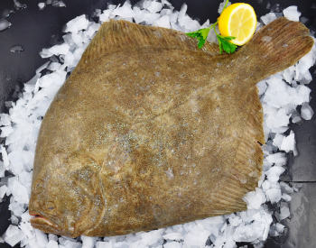 Fresh Whole Turbot