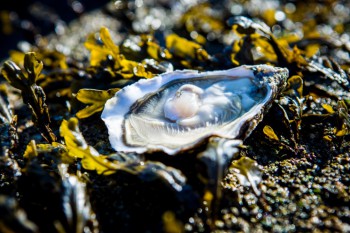 Oyster-1
