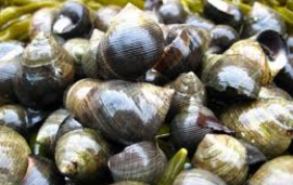 Winkles