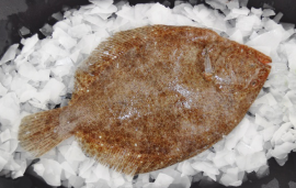 Fresh Whole Brill