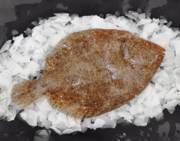 Fresh Whole Brill