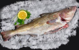 Fresh Cod Whole