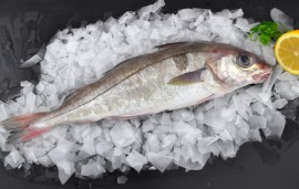 Fresh Round Haddock Whole