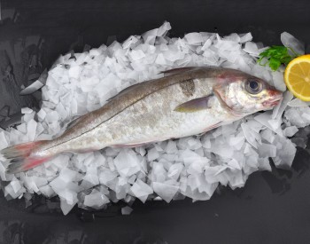 Fresh Round Haddock Whole