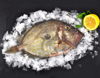 Fresh Whole John Dory
