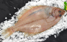 Fresh Whole Megrim