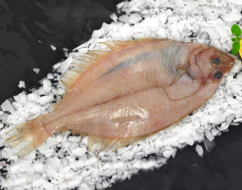 Fresh Whole Megrim