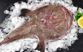 Whole Fresh Monkfish