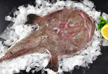 Whole Fresh Monkfish