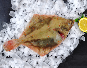 Fresh Whole Plaice