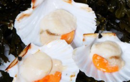 Irish King Scallops