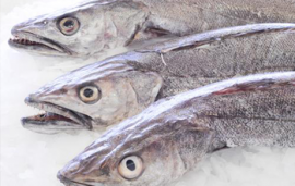 Fresh Hake Whole