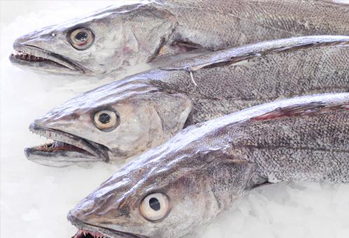 Fresh Hake Whole